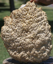 Load image into Gallery viewer, Gold Mallee Burl Cap
