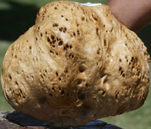 Load image into Gallery viewer, Red Gum Resin Burl Cap
