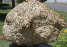 Load image into Gallery viewer, Rustic Red Mallee Burl Cap
