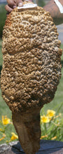 Load image into Gallery viewer, Exhibition Grade Gold Mallee Burl Cap

