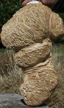 Load image into Gallery viewer, Exhibition Grade Red Mallee Burl Cap
