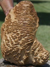 Load image into Gallery viewer, XF Figured Red Mallee Burl Cap
