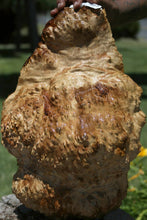 Load image into Gallery viewer, Rustic Red Mallee Burl Cap
