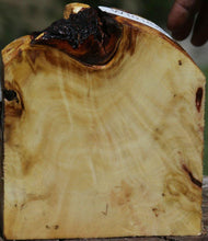 Load image into Gallery viewer, Buckeye Burl Live End Bowl Blank
