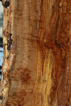 Load image into Gallery viewer, Rustic Exhibition Grade Fiddleback Big Leaf Maple Slab
