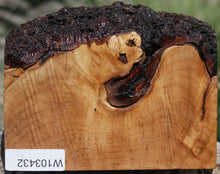 Load image into Gallery viewer, Maple Burl Cap
