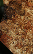 Load image into Gallery viewer, Spalted Maple Burl Lumber
