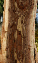 Load image into Gallery viewer, Claro Walnut Profiled Slab
