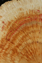Load image into Gallery viewer, Box Elder Cookie
