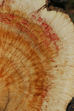 Load image into Gallery viewer, Box Elder Cookie
