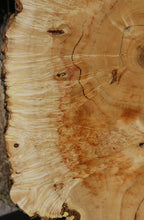 Load image into Gallery viewer, Box Elder Cookie
