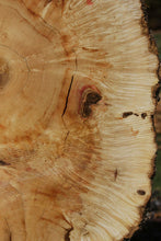 Load image into Gallery viewer, Box Elder Cookie
