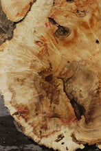 Load image into Gallery viewer, Box Elder Cookie
