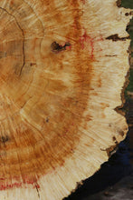 Load image into Gallery viewer, Box Elder Cookie
