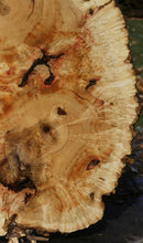 Load image into Gallery viewer, Box Elder Cookie
