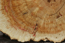 Load image into Gallery viewer, Box Elder Cookie
