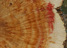 Load image into Gallery viewer, Box Elder Cookie

