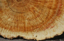 Load image into Gallery viewer, Box Elder Cookie
