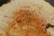 Load image into Gallery viewer, Box Elder Cookie
