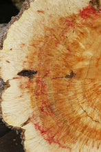Load image into Gallery viewer, Box Elder Cookie
