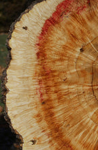 Load image into Gallery viewer, Box Elder Cookie
