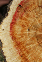 Load image into Gallery viewer, Box Elder Cookie
