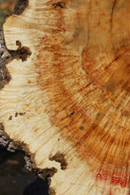 Load image into Gallery viewer, Box Elder Cookie
