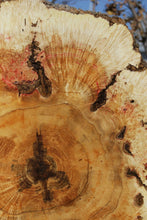 Load image into Gallery viewer, Box Elder Cookie
