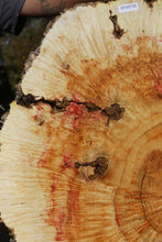 Load image into Gallery viewer, Box Elder Cookie
