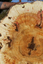 Load image into Gallery viewer, Box Elder Cookie
