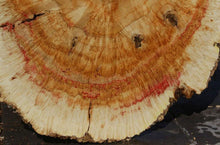 Load image into Gallery viewer, Box Elder Cookie
