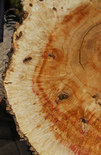 Load image into Gallery viewer, Box Elder Cookie
