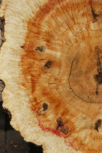 Load image into Gallery viewer, Box Elder Cookie
