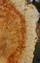 Load image into Gallery viewer, Box Elder Cookie

