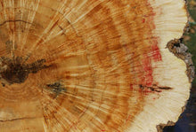 Load image into Gallery viewer, Box Elder Cookie
