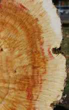 Load image into Gallery viewer, Box Elder Cookie
