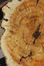 Load image into Gallery viewer, Box Elder Cookie
