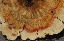 Load image into Gallery viewer, Box Elder Cookie
