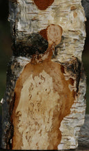 Load image into Gallery viewer, Masur Birch Live Edge Lumber
