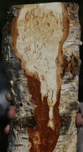 Load image into Gallery viewer, Masur Birch Live Edge Lumber
