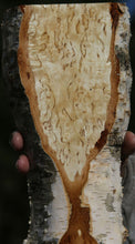 Load image into Gallery viewer, Masur Birch Live Edge Lumber
