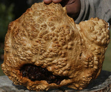 Load image into Gallery viewer, Red Coolibah Burl Cap
