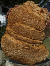 Load image into Gallery viewer, Red Coolibah Burl Cap
