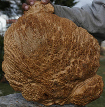 Load image into Gallery viewer, Red Coolibah Burl Cap
