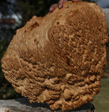 Load image into Gallery viewer, Red Coolibah Burl Cap
