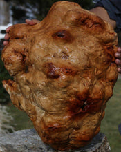 Load image into Gallery viewer, Red Gum Resin Burl Cap

