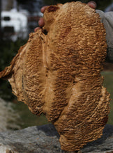 Load image into Gallery viewer, Red Coolibah Burl Cap
