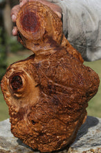 Load image into Gallery viewer, Red Coolibah Burl Cap
