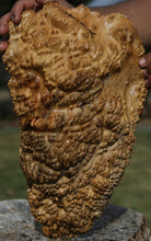 Load image into Gallery viewer, Gold Mallee Burl Cap
