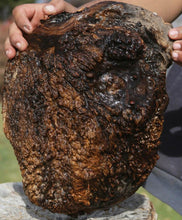 Load image into Gallery viewer, Red Coolibah Burl Cap
